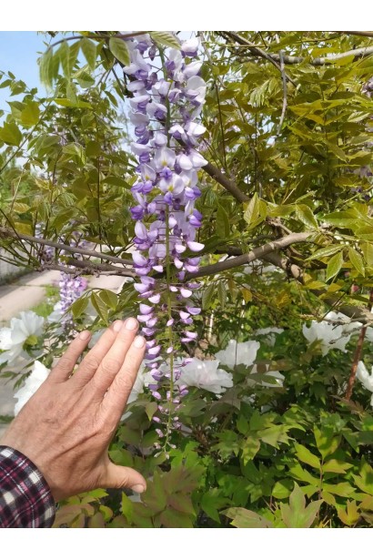 Длинные фиолетово-сиреневые гроздья вистерии ‘Multijuga‘ на фоне листьев.